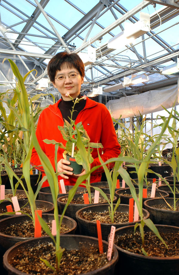 Kan Wang in a greenhouse
